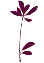 Gift ideas for gardeners